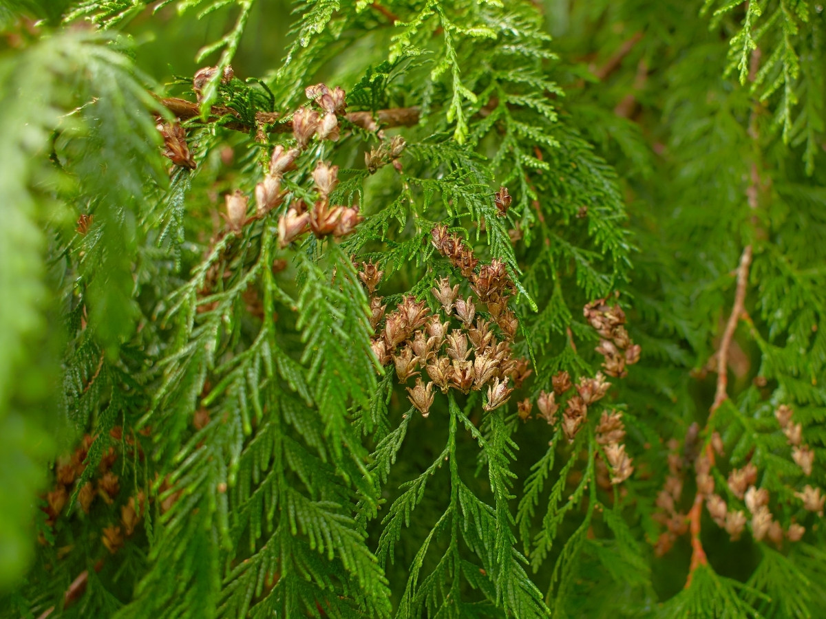 Cypress foliage close-up.