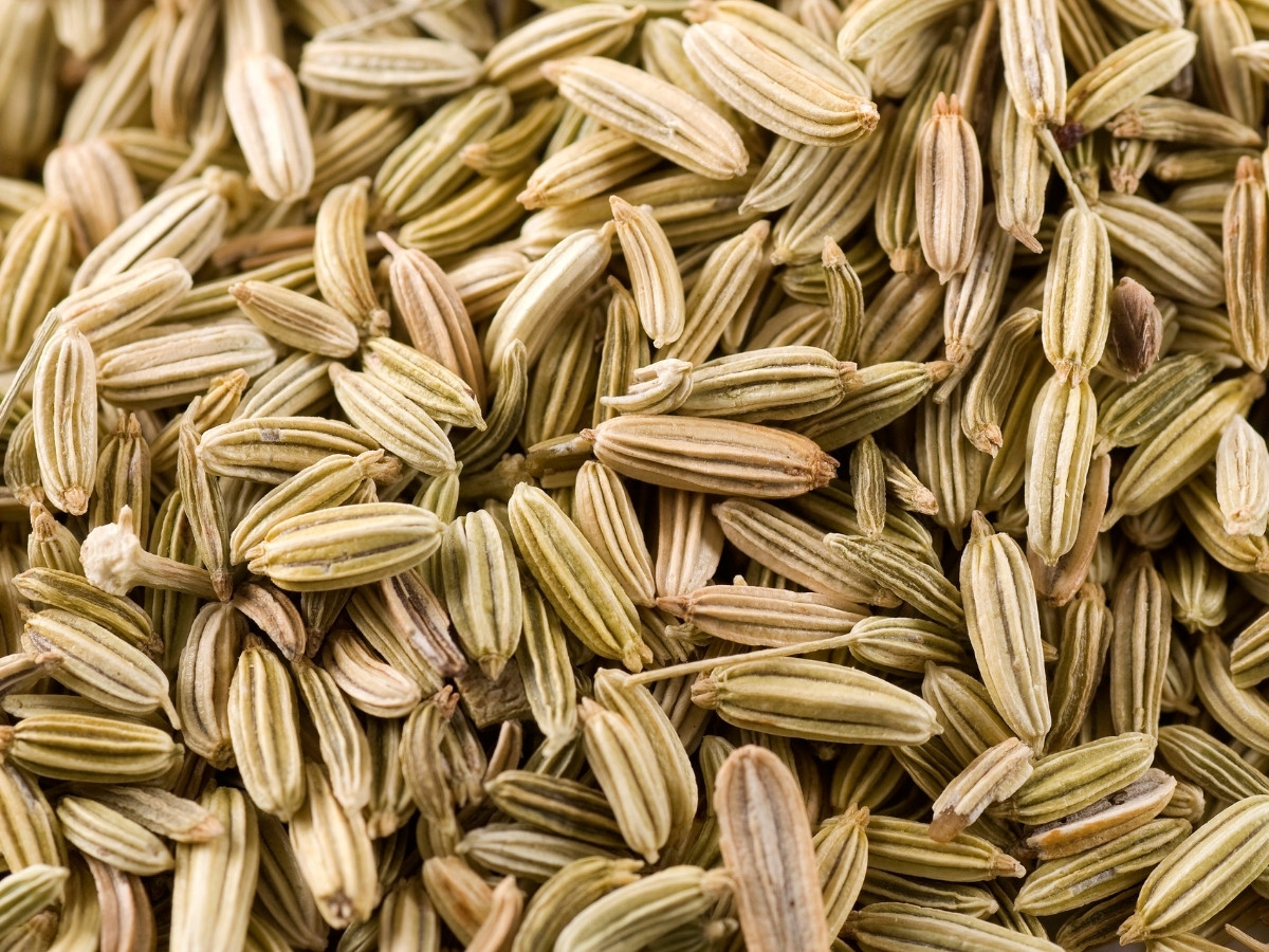 Sweet fennel plant with feathery foliage and seeds.