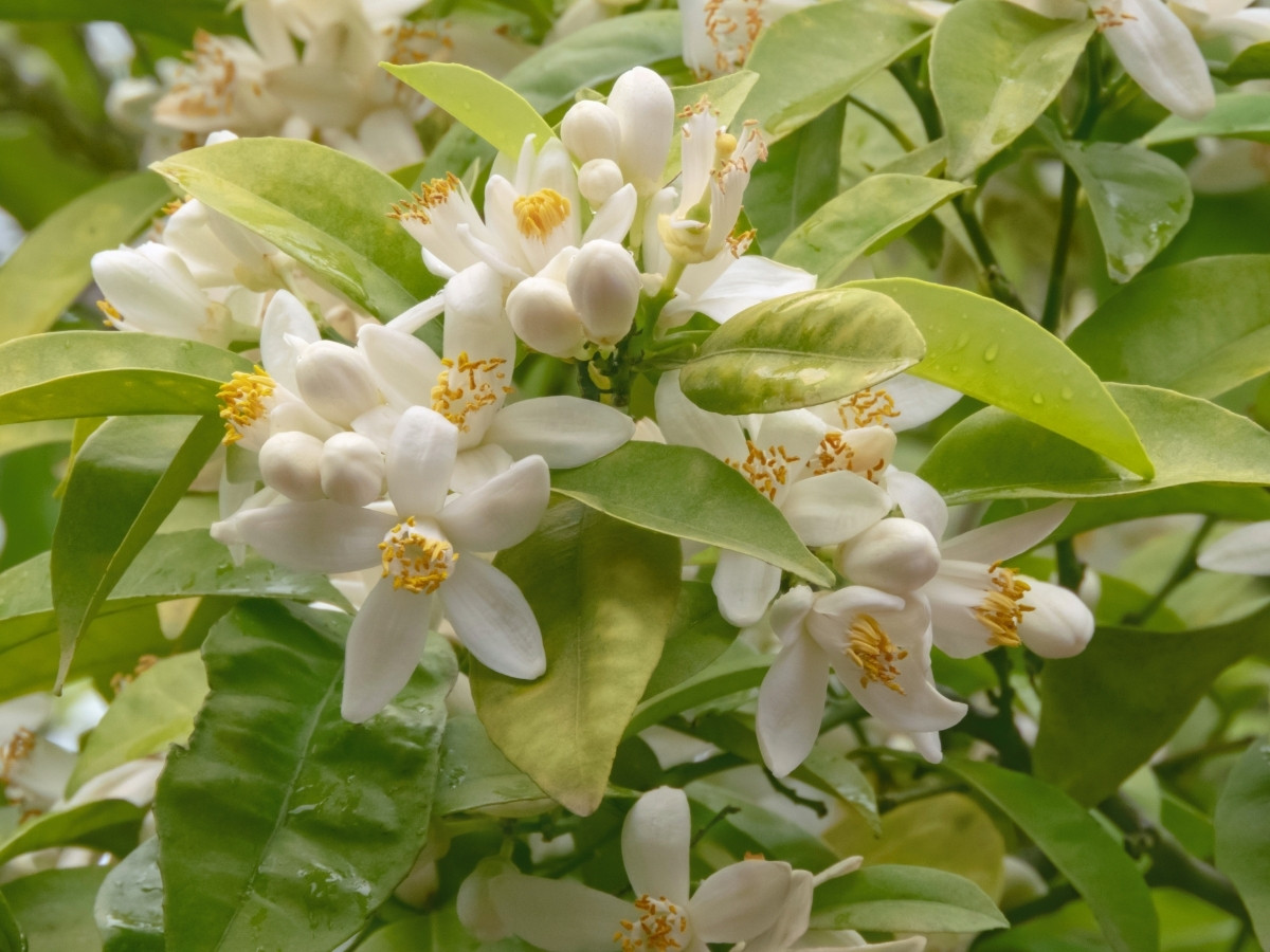 Neroli