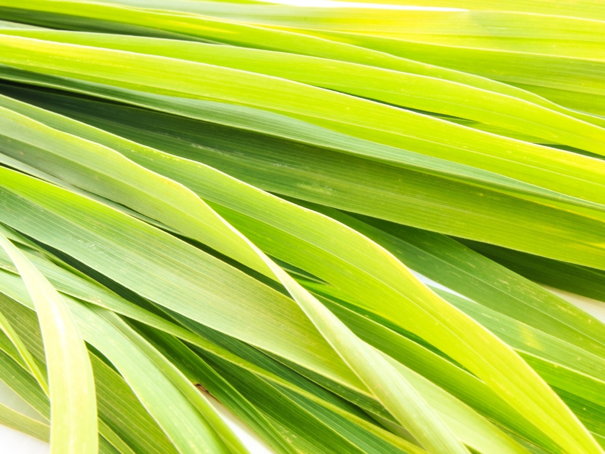 Lemongrass
