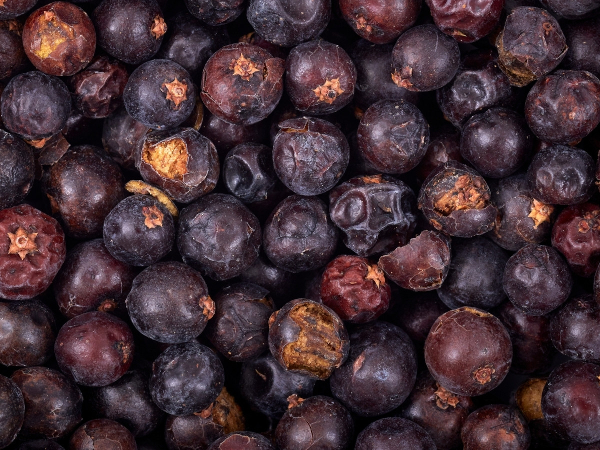 Juniper berries on the branch.