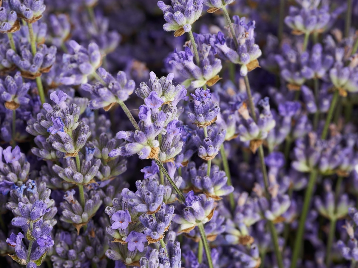 Lavender flowers in close detail