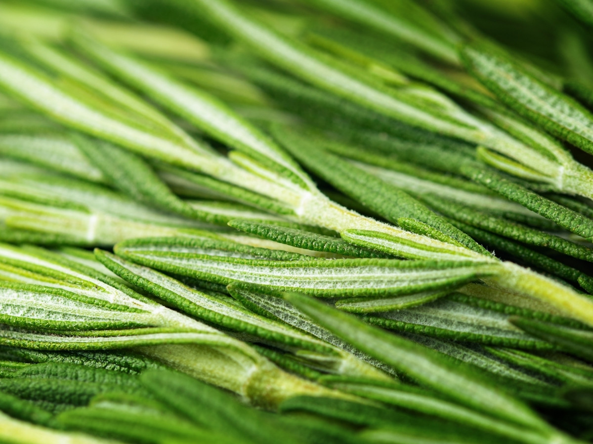 Rosemary
