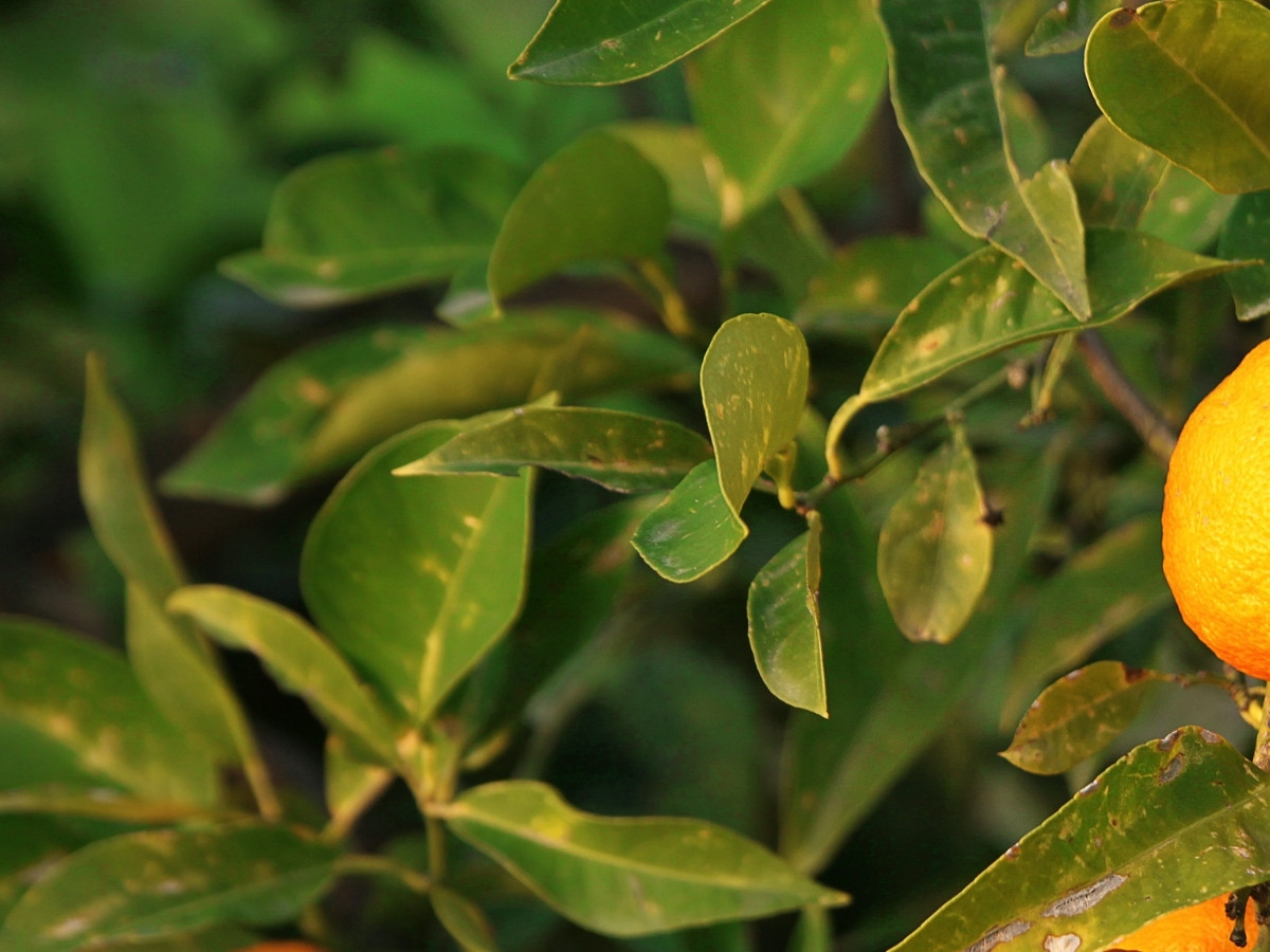 Petitgrain leaves and small fruit on a bitter orange tree.