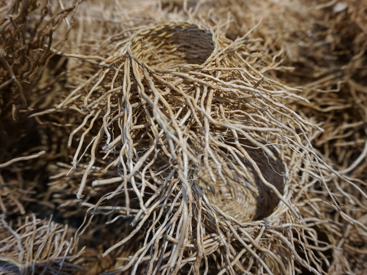 Vetivert roots showing their fibrous, earthy character.