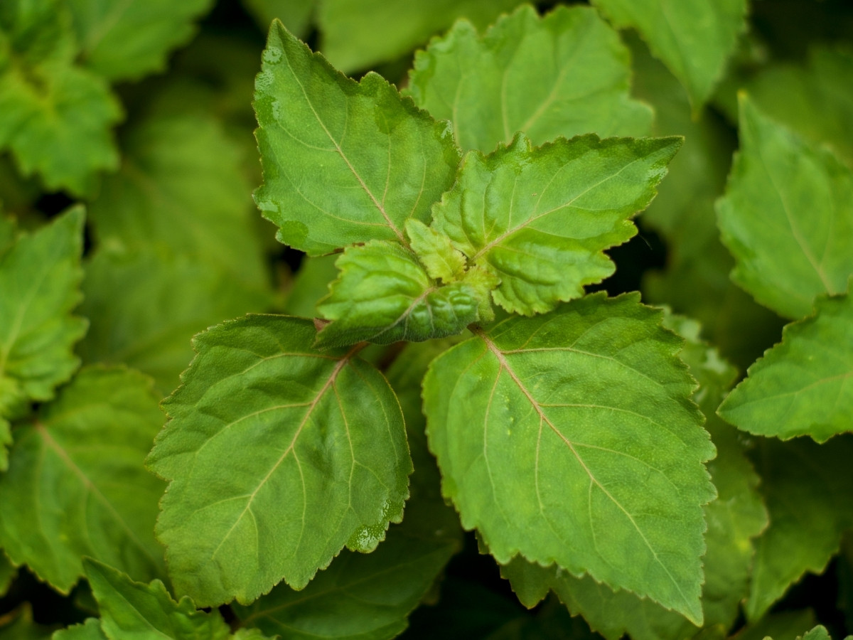 Patchouli leaves close-up.