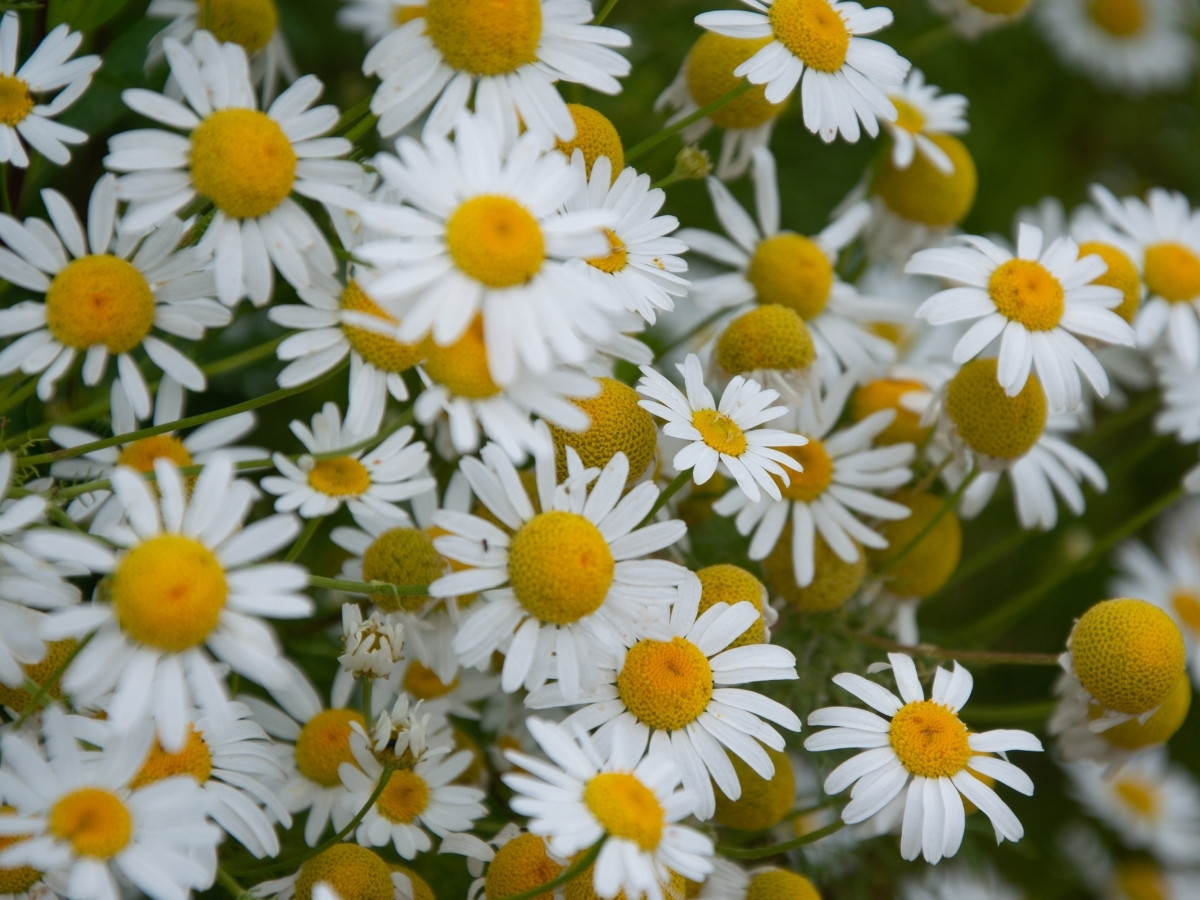 Roman Chamomile flowers close-up.