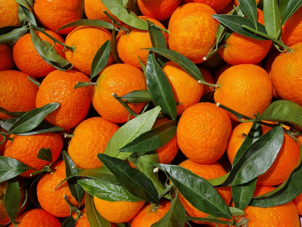 Fresh tangerines with green leaves