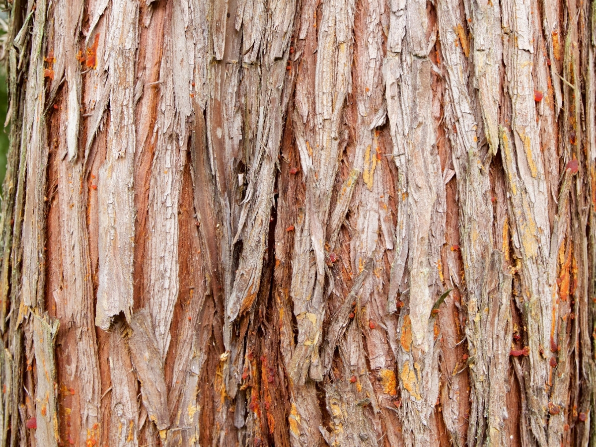 Cedarwood