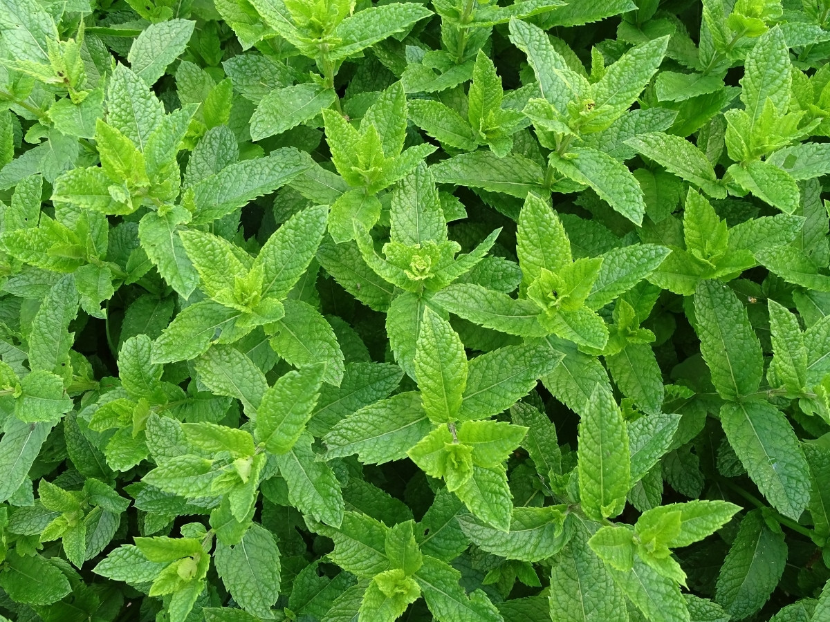 Fresh peppermint leaves