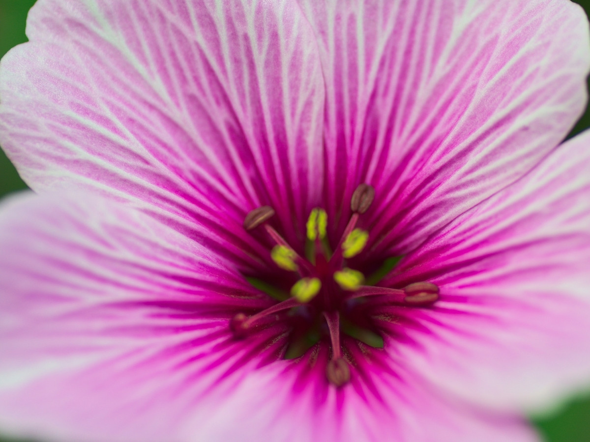Geranium plant with pink flowers and soft green leaves.